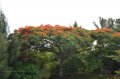 Flamboyant. DELONIX regia. Mada. Legumineuse. 7-8m